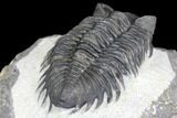 Coltraneia Trilobite Fossil - Huge Faceted Eyes #146573-5